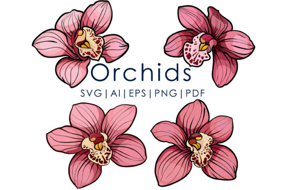 4 Pink Orchid Flowers Graphics and Illustrations Review