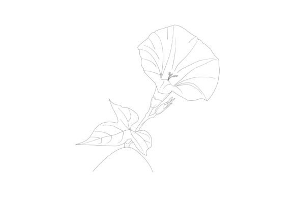 Bindweed Flowers Vector Illustration for Graphics and Freebies