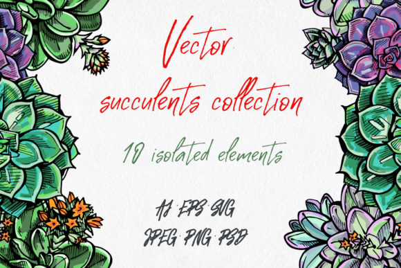 Vector Succulents Graphics for Illustrations and Commercial Design